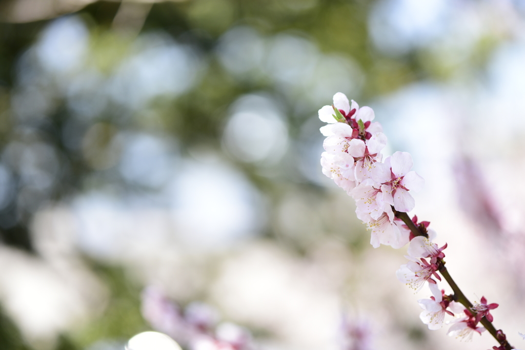 桜　枝。