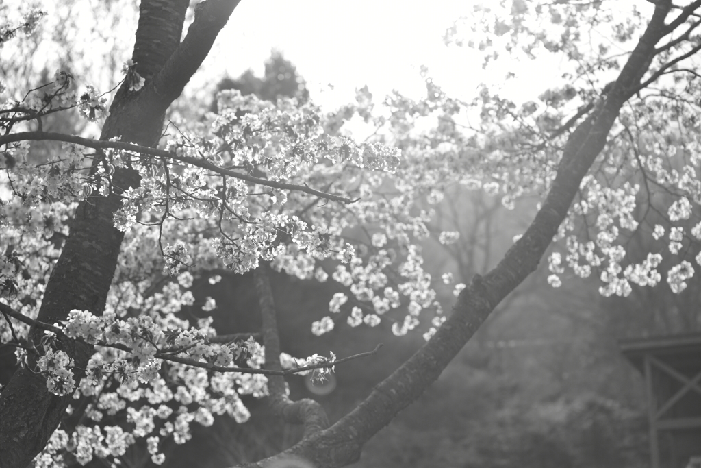 桜。白黒。