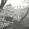 桜。白黒。