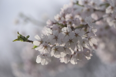 桜。もういっちょ。