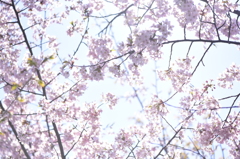 善光寺　桜。