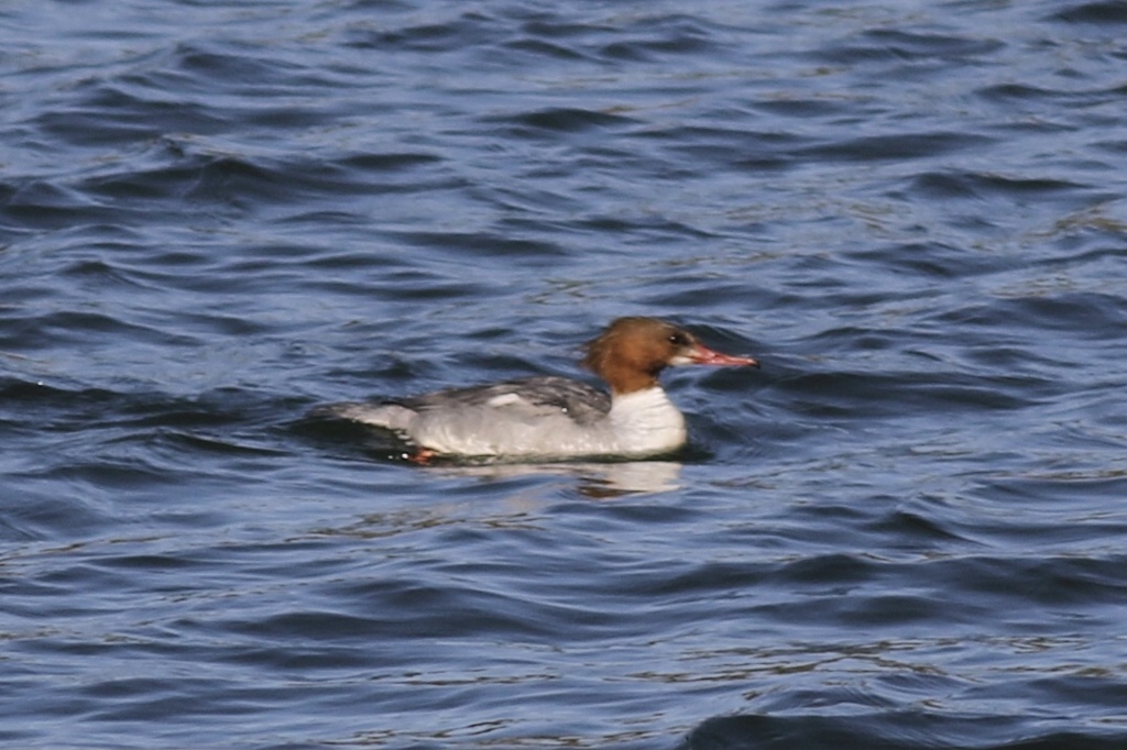 名無しの権兵衛