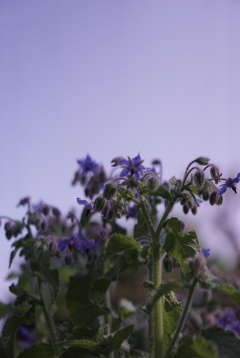 ほわほわの花