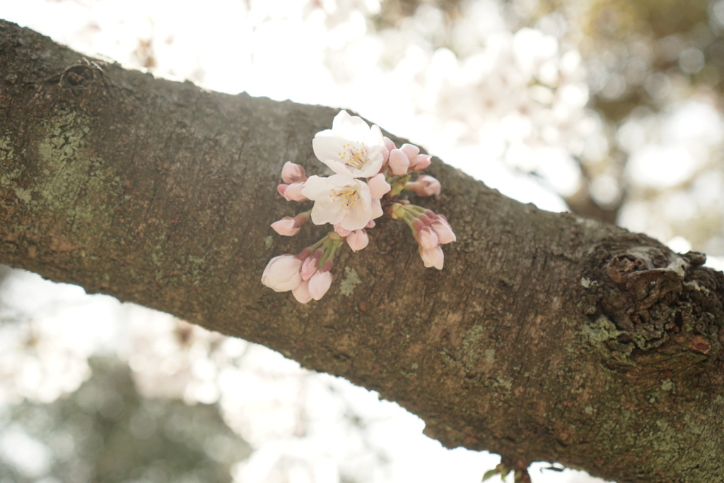 桜