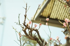 梅