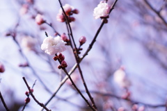 梅