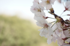 桜