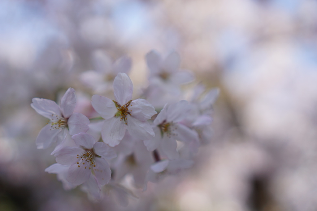 桜