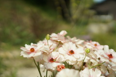 春の花本当キレイ