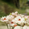 春の花本当キレイ