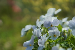 春の花本当キレイ