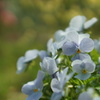 春の花本当キレイ
