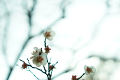 梅