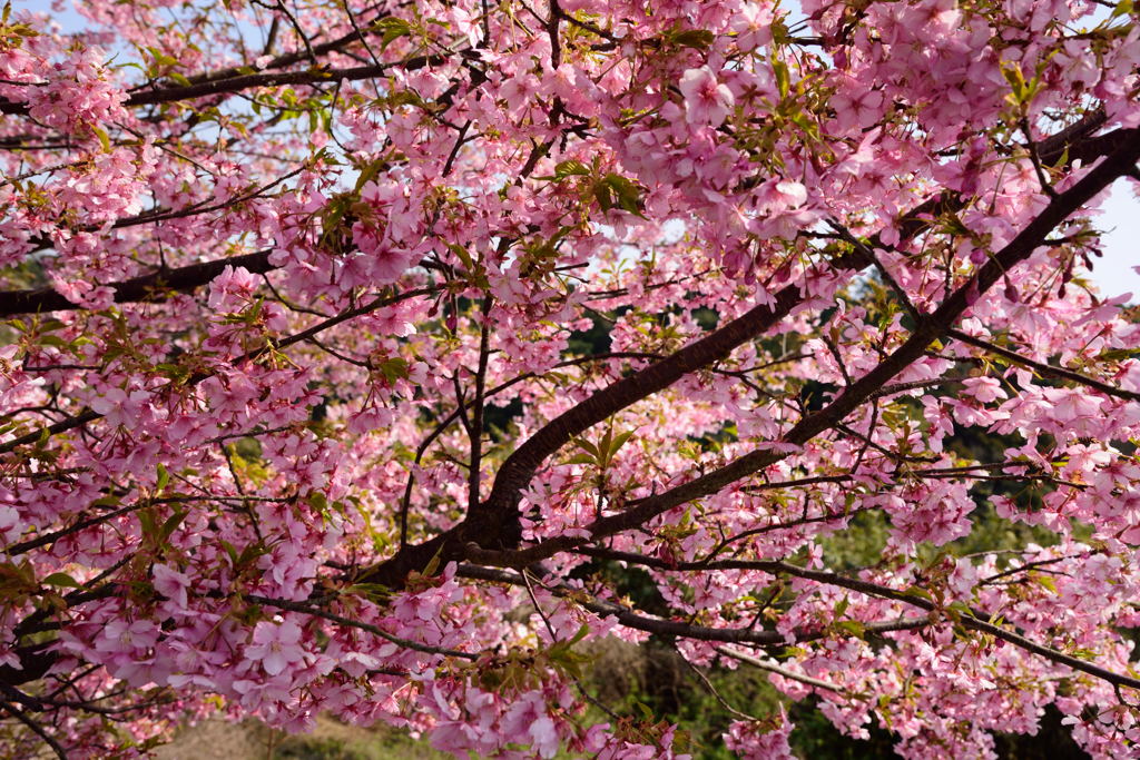 万歳桜