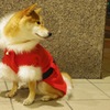 サンタ犬