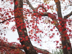紅葉