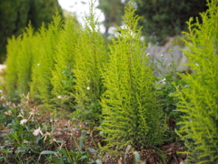 植木