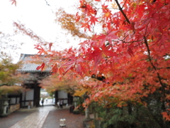 紅葉
