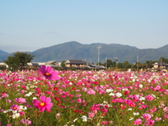 秋桜