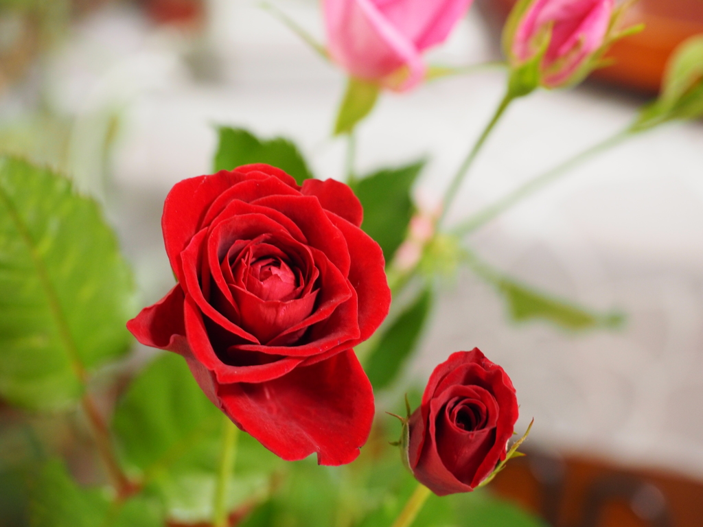 薔薇