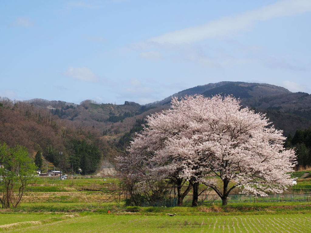 桜