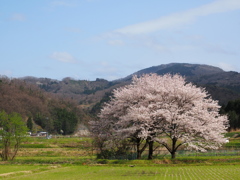 桜