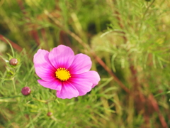 秋桜