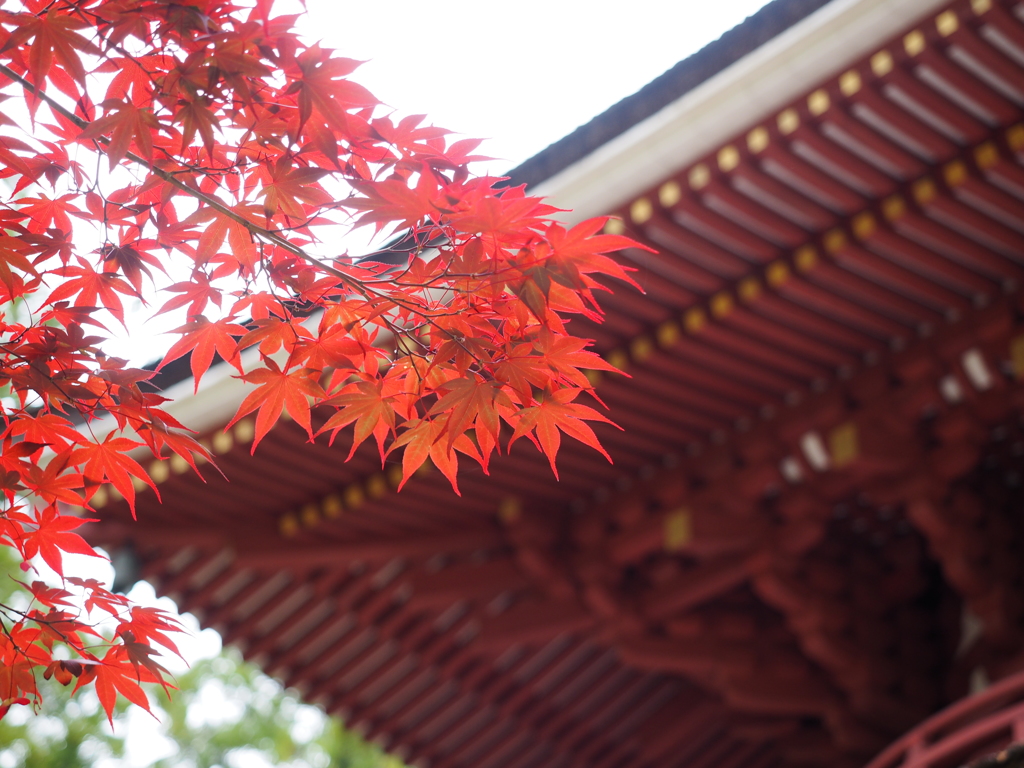 紅葉