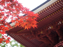 紅葉