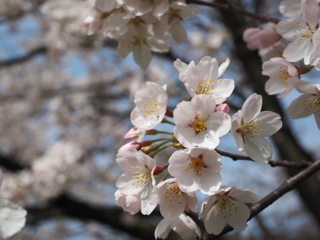 桜