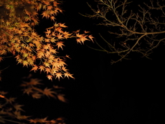 紅葉