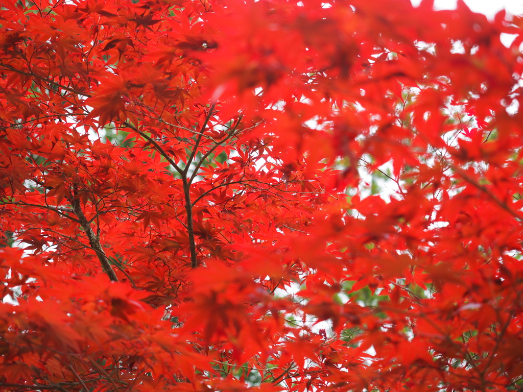 紅葉
