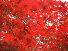 紅葉