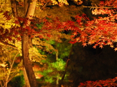 紅葉
