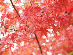 紅葉