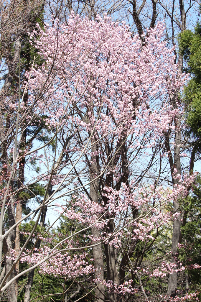 桜 