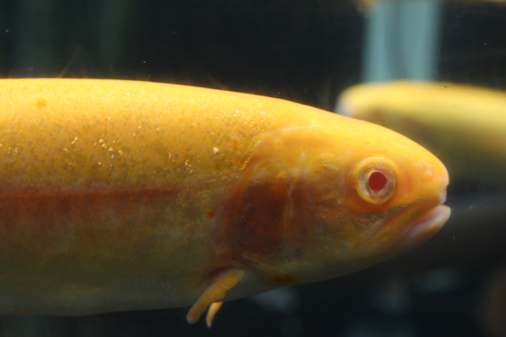 アルビノ種　鮭