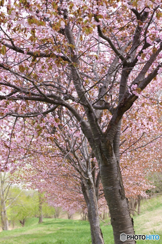 桜道 