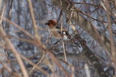 野鳥６