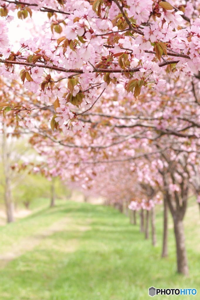 桜道 