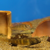 カサゴ　雌