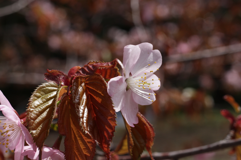 桜 