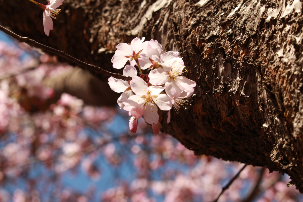 桜 