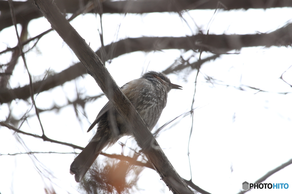 野鳥