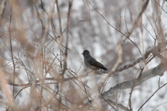 野鳥３