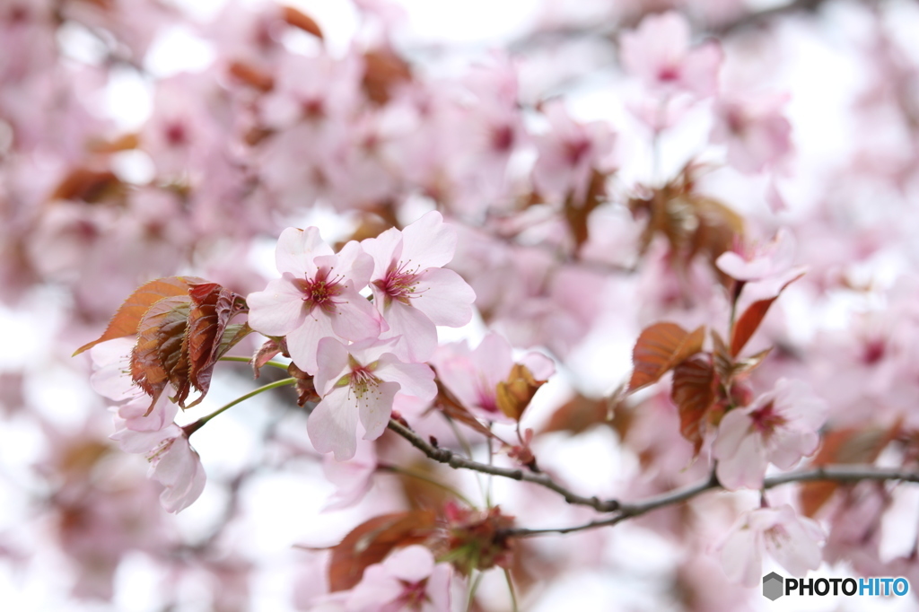 透け桜