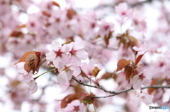 透け桜