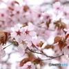 透け桜