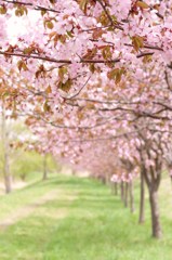 桜道