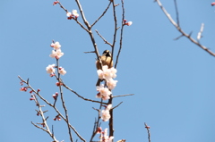 桜と野鳥